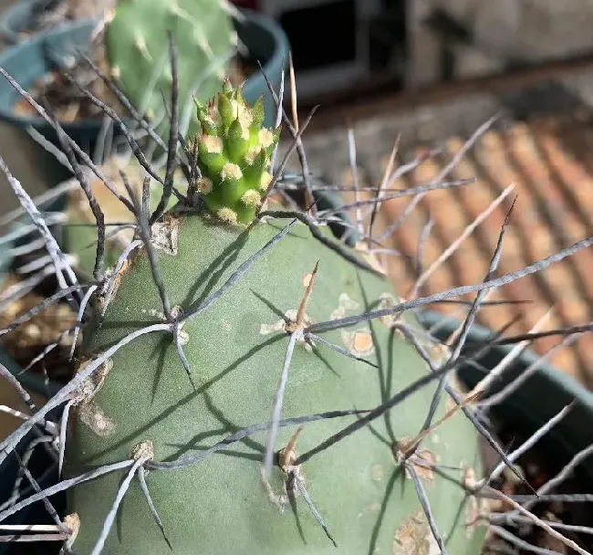 植物百科|仙人掌的生长过程观察日记（从出芽到半成片的变化）