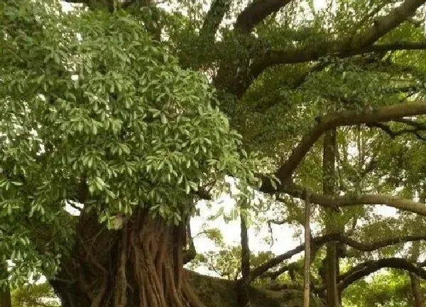 植物浇水|榕树几天浇一次水 春夏秋冬各不同