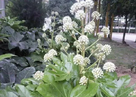 植物百科|八角金盘开花吗 在什么时候开花