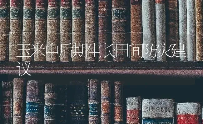 玉米中后期生长田间防灾建议 | 粮油作物种植