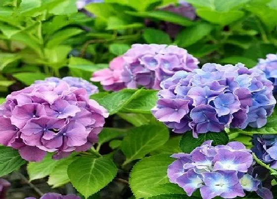 夏天植物|绣球耐热吗