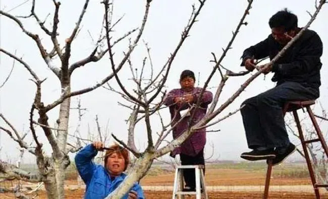 植物修剪|冬季李子如何修剪技巧，李子树冬天修剪方法及技术）