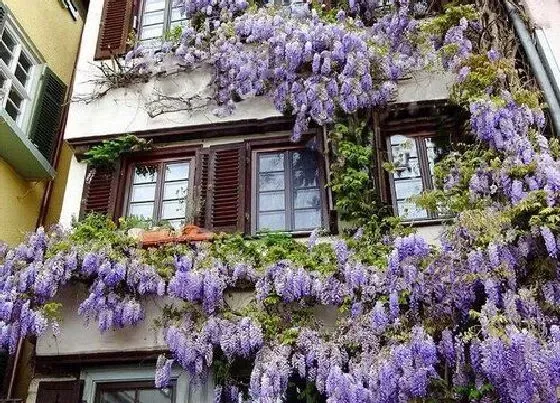 种植位置|紫藤可以种在院子里吗