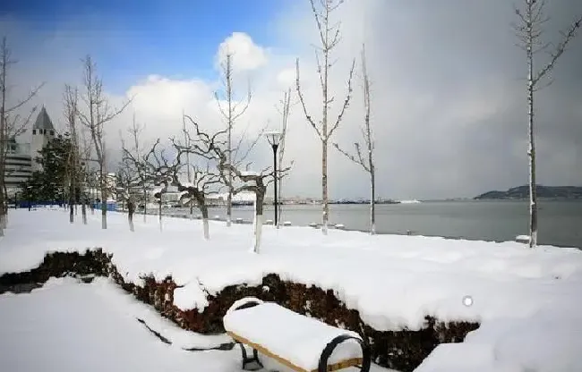 植物浇水|雪水浇花好不好（下雪化的水浇花有什么好处）