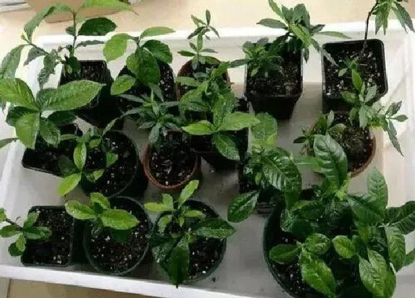 植物扦插|栀子可以扦插吗