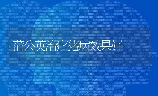 蒲公英治疗猪病效果好 | 瓜果种植