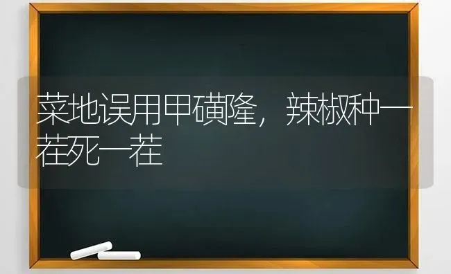 菜地误用甲磺隆，辣椒种一茬死一茬 | 蔬菜种植