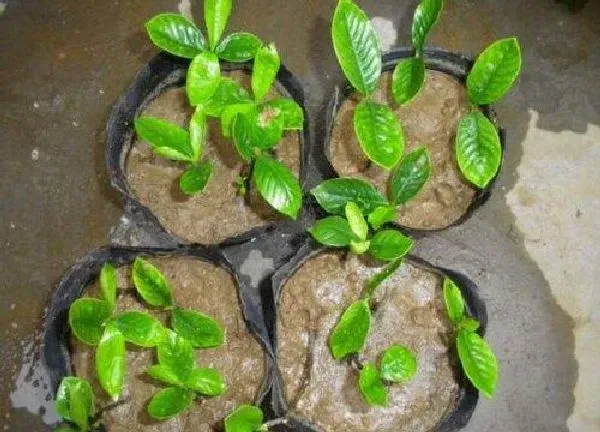 植物扦插|栀子可以扦插吗