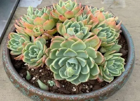 种植土壤|多肉颗粒土怎样自制经济实惠（多肉最简单的配土方法）