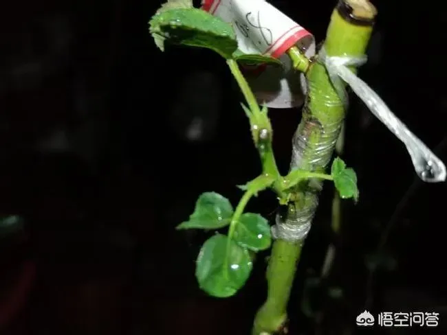 植物嫁接|嫁接月季多久能发芽，月季嫁接蔷薇多长时间发芽成活）