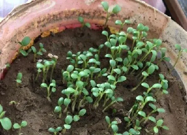 植物发芽|三叶草种子多久发芽