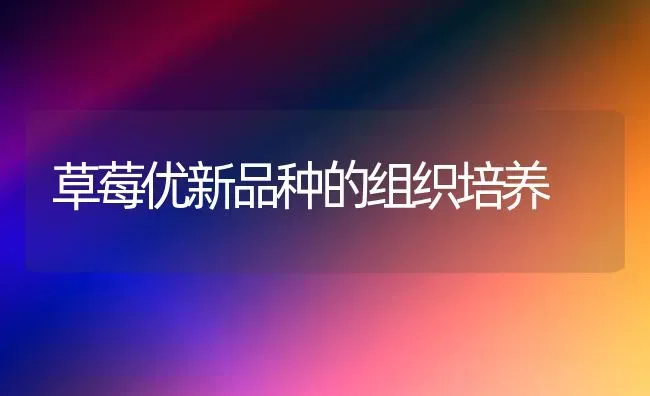 草莓优新品种的组织培养 | 瓜果种植