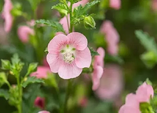 养殖方法|木槿花的养殖方法和注意事项有哪些