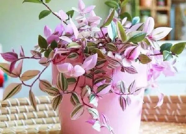 植物浇水|油画吊兰多久浇一次水
