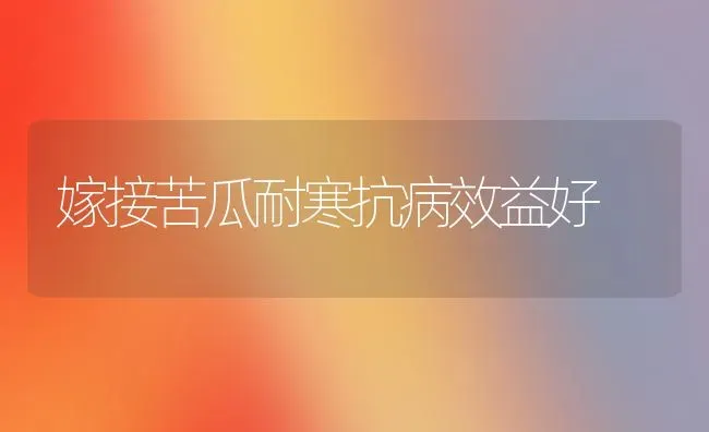 嫁接苦瓜耐寒抗病效益好 | 蔬菜种植