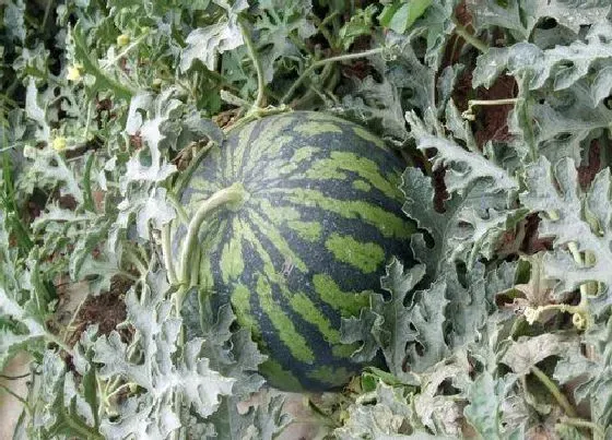 植物修剪|西瓜怎么修剪方法