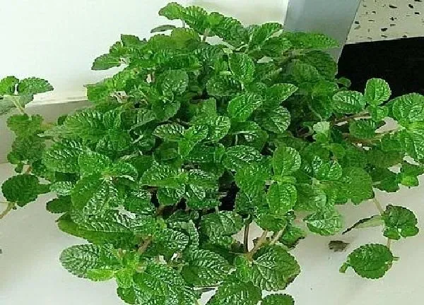 养殖科普|吸毒草喜欢阳光吗