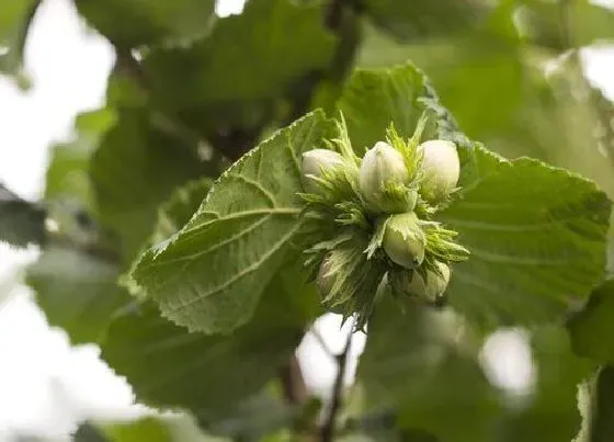 植物百科|榛子长在什么地方