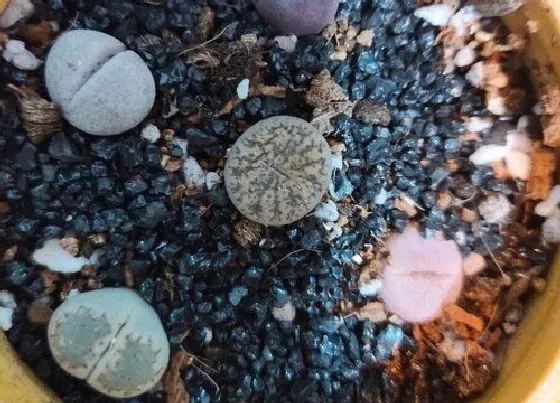 掉叶子|肉肉植物掉叶子怎么办