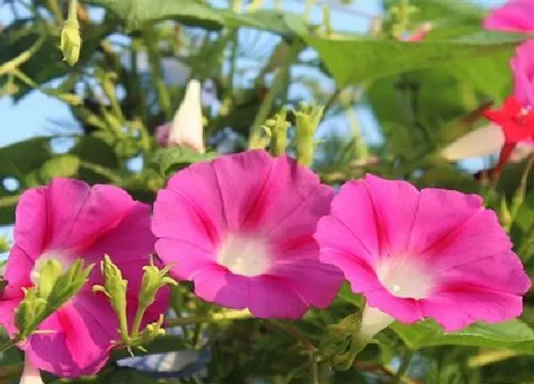 养殖方法|牵牛花怎么养家庭养法
