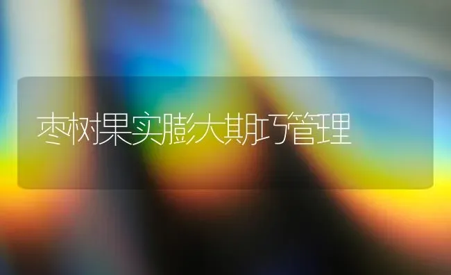 枣树果实膨大期巧管理 | 瓜果种植