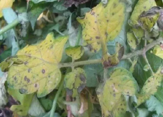 植物病害|棉花黄叶病的原因及治疗处理方法