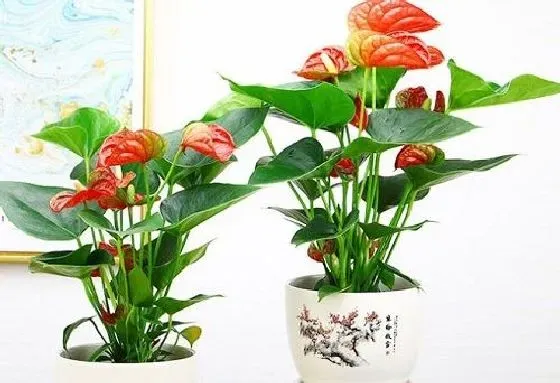 烂叶|红掌烂叶子怎么回事 烂叶子原因及处理方法