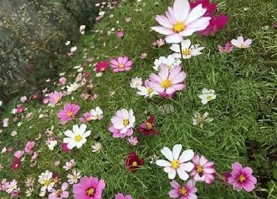 植物香味|波斯菊有香味吗