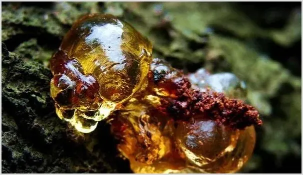 桃树流胶的症状及防治方法 | 种植技术