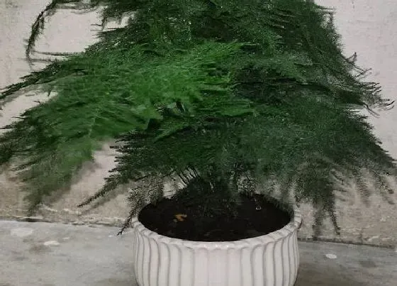 种植百科|文竹冬天能栽活吗