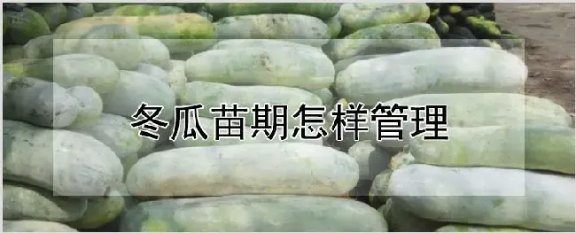 冬瓜苗期怎样管理 | 耕种资料