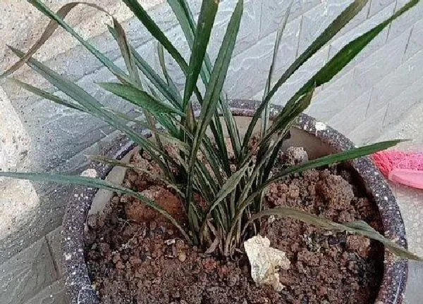 植物移栽|惠兰什么时候换盆好