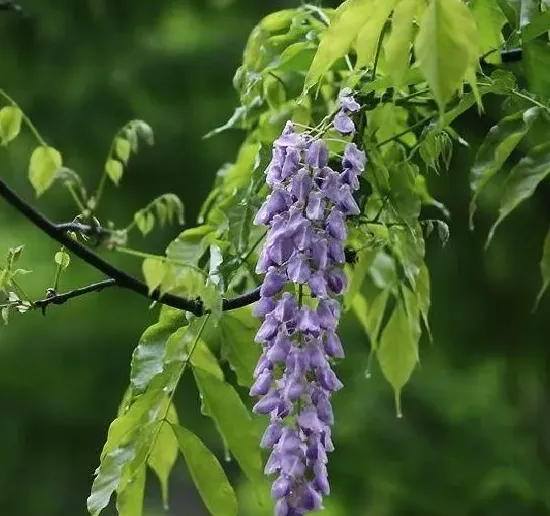 花卉百科|代表忧郁的花（花语象征着忧郁伤感的花卉及图片）