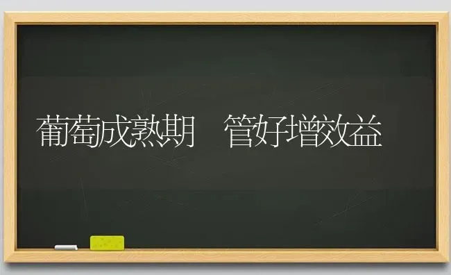 葡萄成熟期 管好增效益 | 瓜果种植