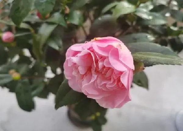 养殖科普|茶花喜水还是喜旱