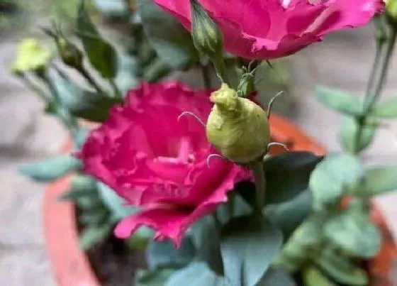 植物香味|桔梗花有香味吗