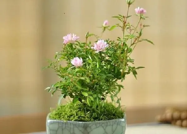 植物浇水|姬月季多久浇一次水
