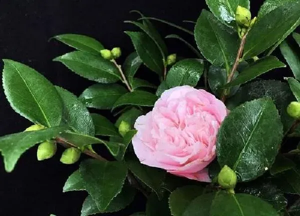 植物移栽|茶花苗上盆时间与养护方法