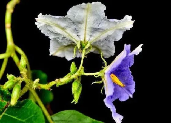 冬天植物|蓝花茄耐寒吗 耐寒零下多少度