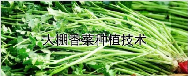 大棚香菜种植技术 | 耕种资料