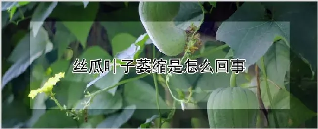 丝瓜叶子萎缩是怎么回事 | 种植技术