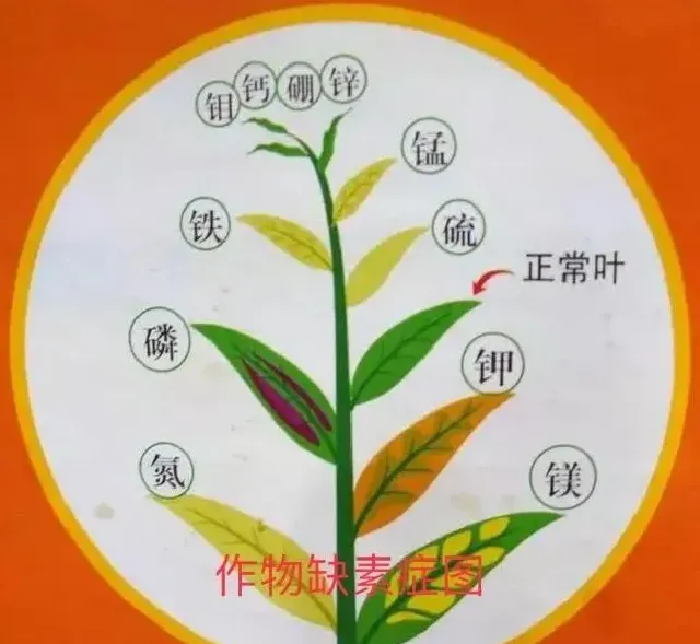 种植管理|为什么种过西瓜的地不能再种，种植西瓜对土地的危害）