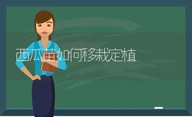 西瓜苗如何移栽定植 | 瓜果种植