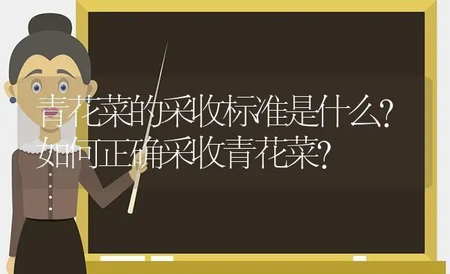 青花菜的采收标准是什么?如何正确采收青花菜? | 蔬菜种植