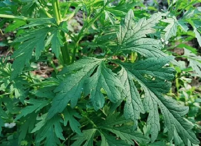 植物泡水|益母草可以泡水喝吗