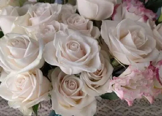 植物百科|桔梗花是一年生还是多年生