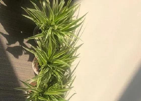 花期|吊兰的花期是什么时候