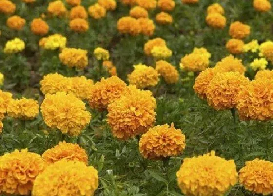 花期|万寿菊一年开几次花