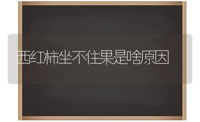 西红柿坐不住果是啥原因 | 瓜果种植