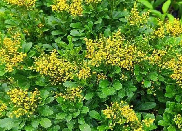 植物发芽|米兰什么时候发芽长叶